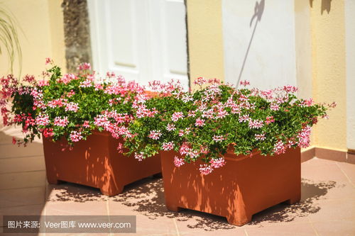 传统花卉在希腊街头的花盆里traditional flowers in pots on the greek streets photo